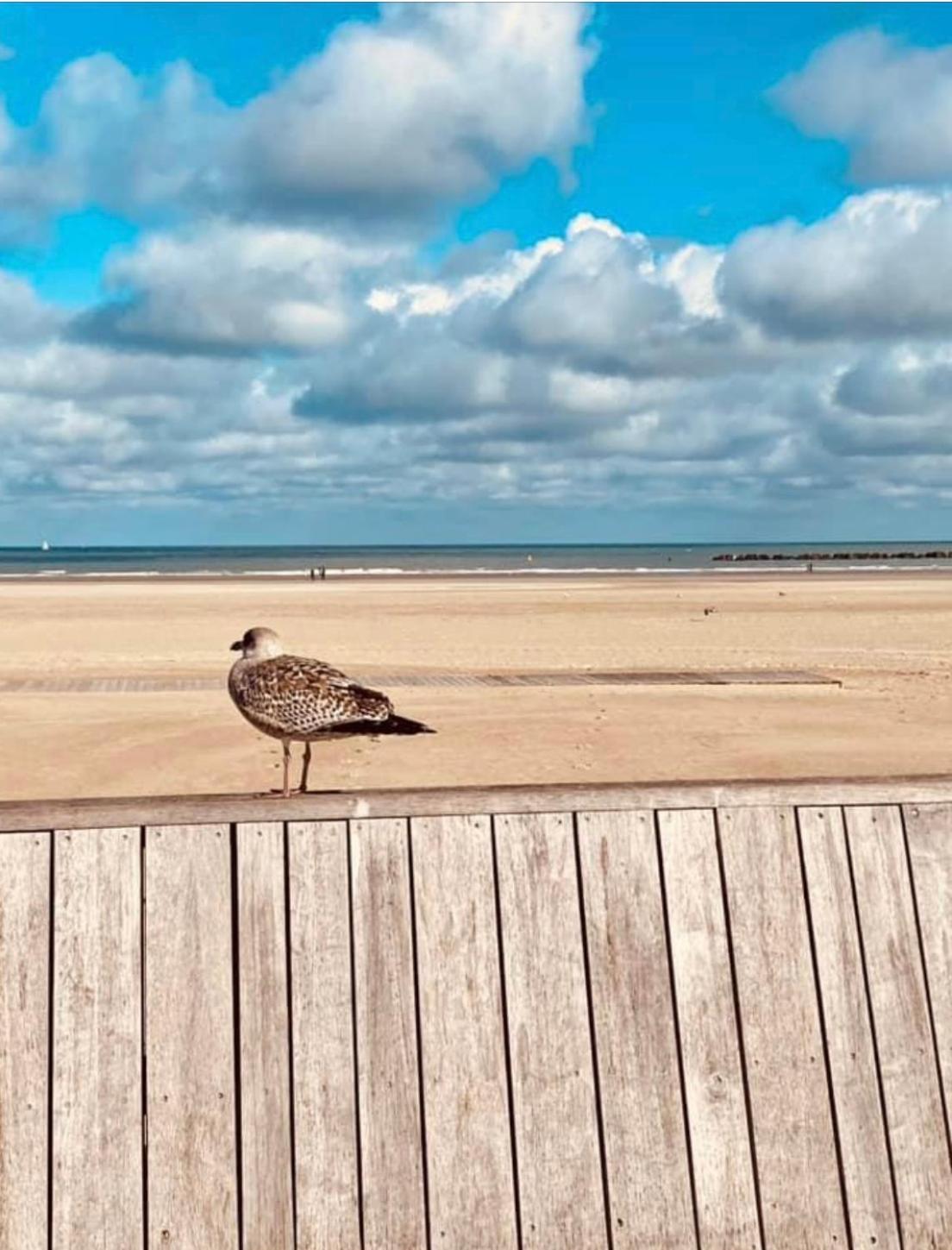 Appartement Sur La Plage De Malo Les Bains Vue Mer Dunkierka Zewnętrze zdjęcie